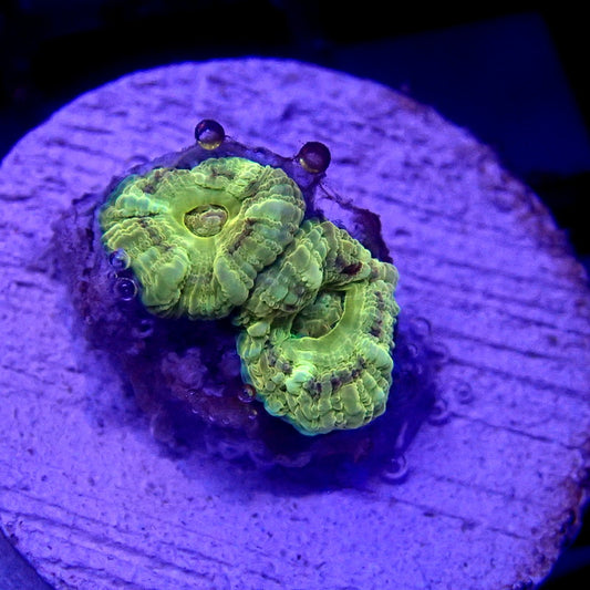 Gold Asian Acan Frag WYSIWYG Acan 1165