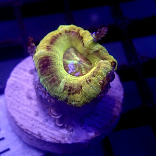 Gold Asian Acan Frag WYSIWYG Acan 1137