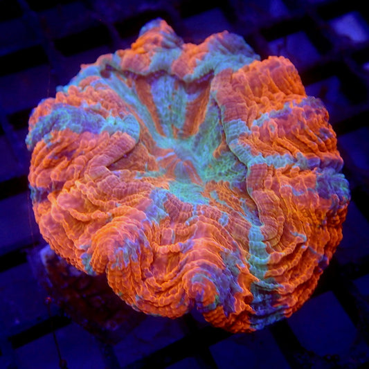 Orange & Blue Acanthophyllia Meat Coral WYSIWYG H7053