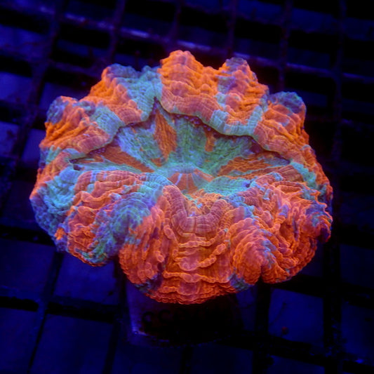 Orange & Blue Acanthophyllia Meat Coral WYSIWYG H7053
