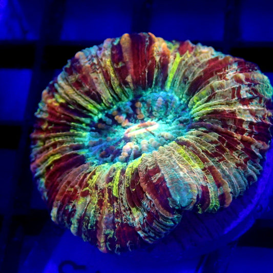 RAINBOW Trachy WYSIWYG Trachy 1113