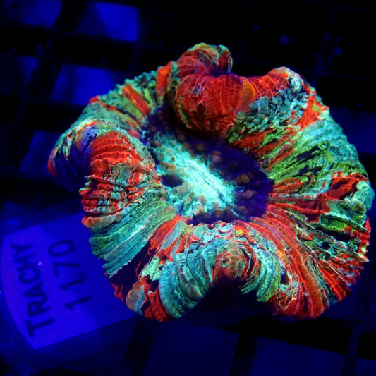 ULTRA Trachy WYSIWYG Trachy 1170