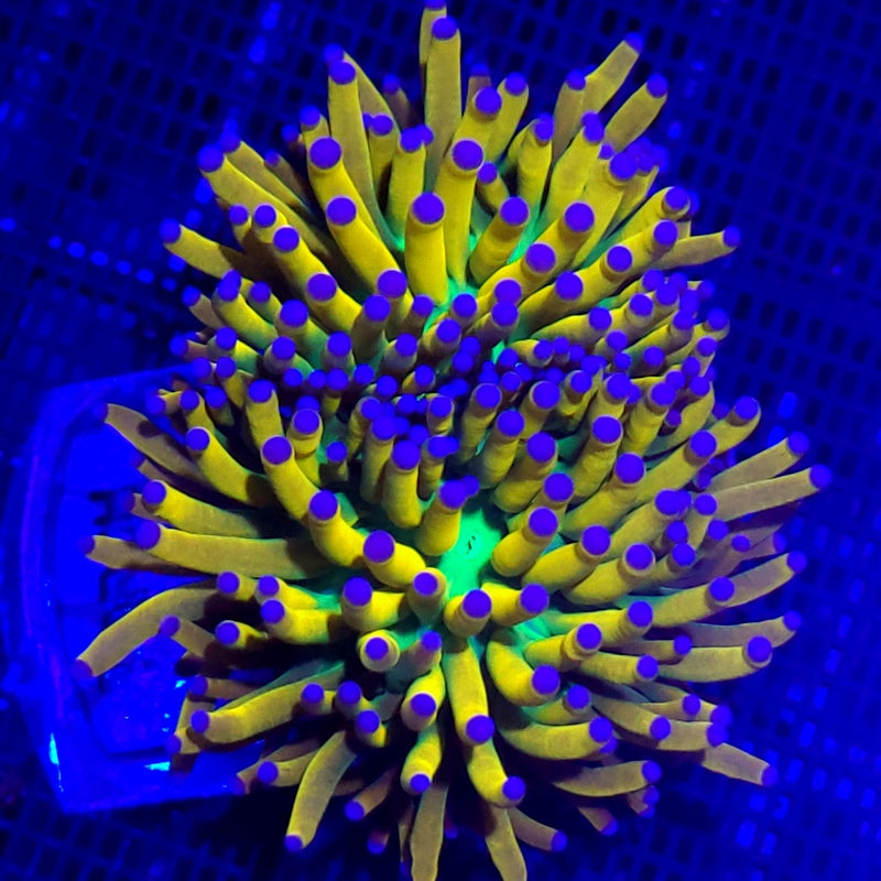 Banana Grail Gold Torch Coral Splitting Head WYSIWYG Torch 1358