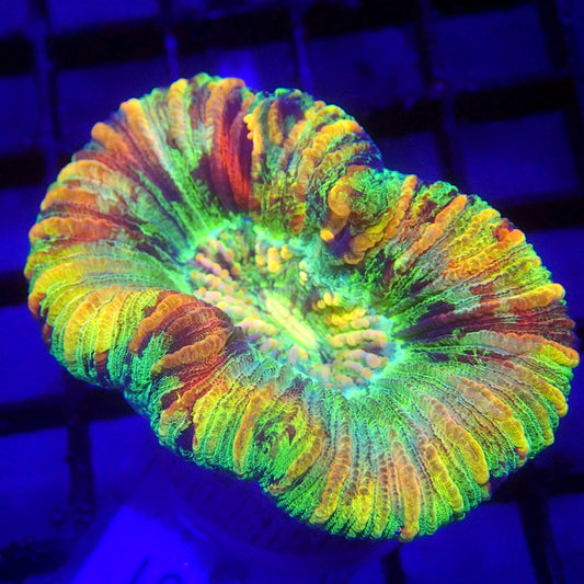 RAINBOW Trachy Coral WYSIWYG Trachy 1161