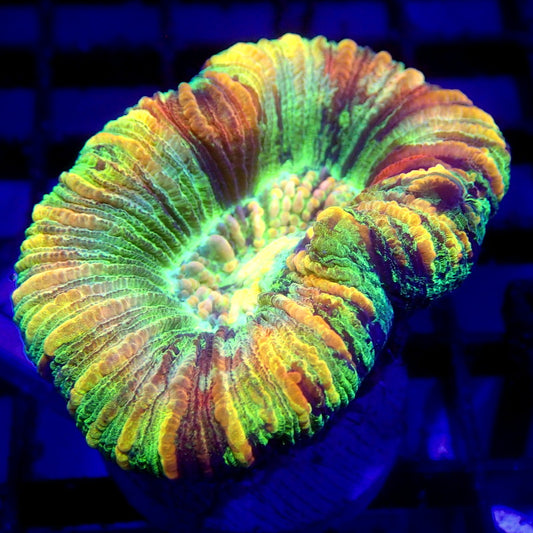 RAINBOW Trachy Coral WYSIWYG Trachy 1161