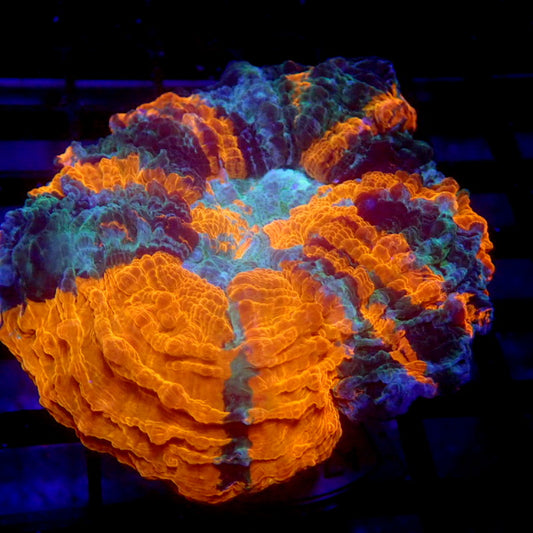 Orange, Green & Blue Acanthophyllia Meat Coral WYSIWYG A7047