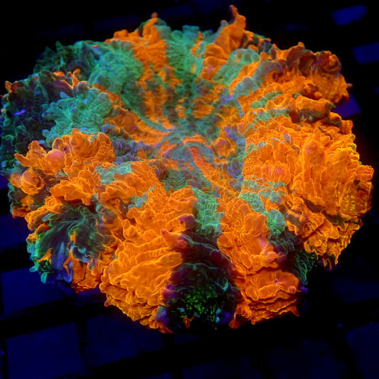 Unique Acanthophyllia Meat Coral WYSIWYG A7057