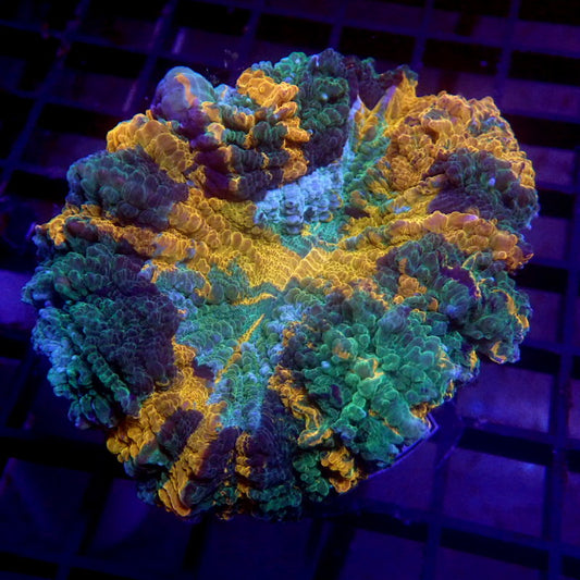 Green & Gold Acanthophyllia 3" WYSIWYG H6026