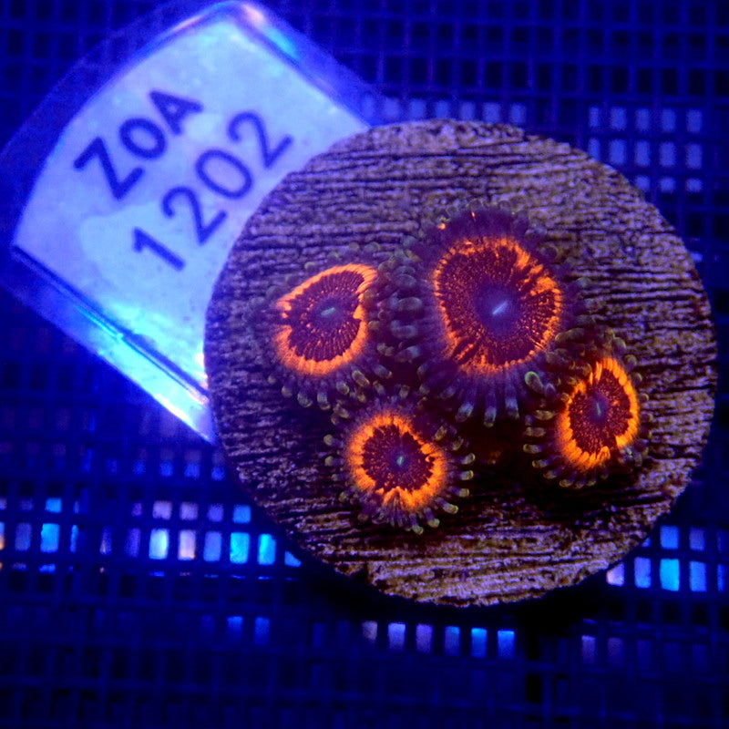 Armor of God Zoanthids WYSIWYG Zoa 1202 Indigo Corals