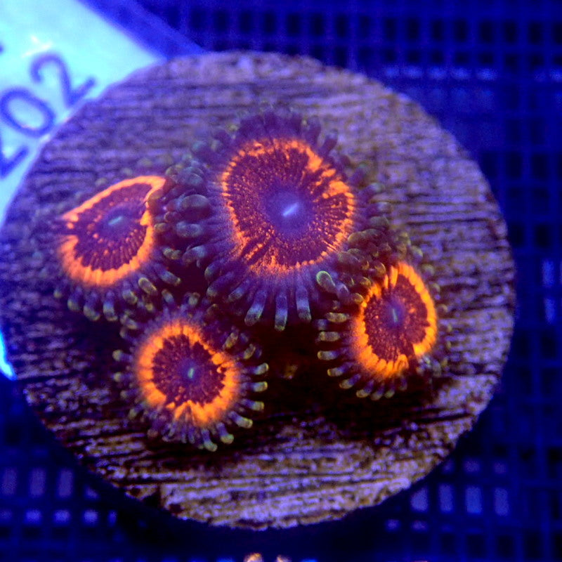 Armor of God Zoanthids WYSIWYG Zoa 1202 Indigo Corals