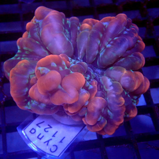 ULTRA Purple Cynarina WYSIWYG Cyna 1127