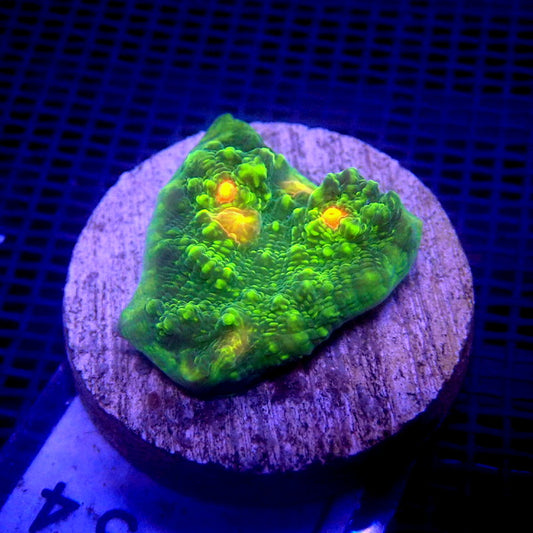 Neon Green with Orange Eye Chalice Coral Frag WYSIWYG Chal 1134