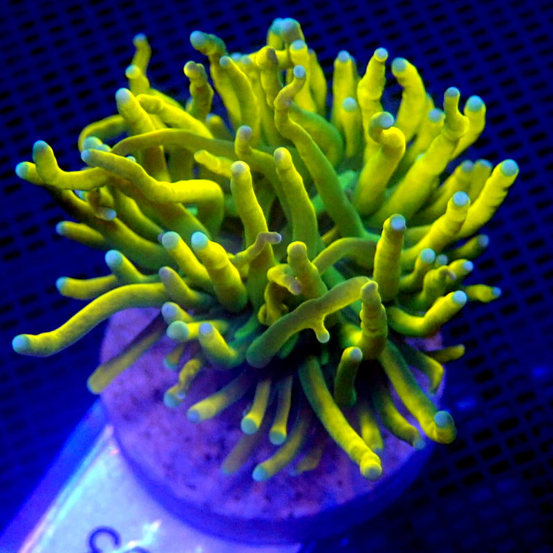 HOLY GRAIL Gold Torch Coral WYSIWYG Torch 1333 – Indigo Corals