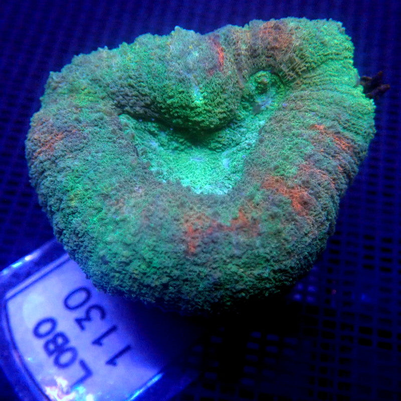Green Lobophyllia Coral Frag WYSIWYG Lobo 1130