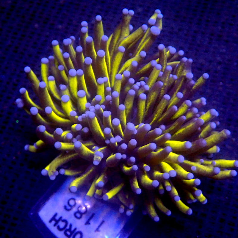 Ultra Malaysian Gold Torch Coral WYSIWYG Torch 1186 – Indigo Corals