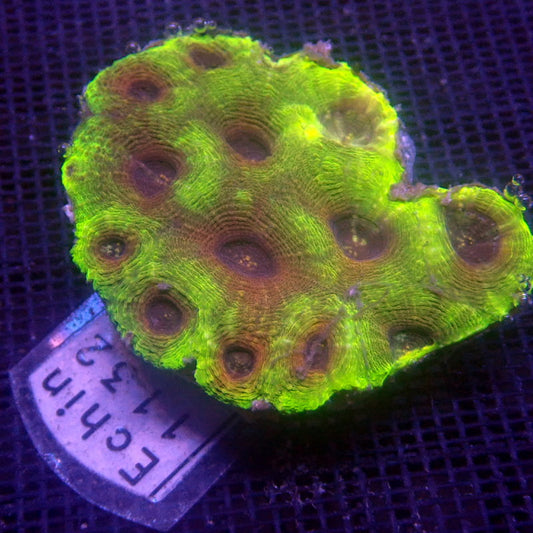 Ultra Echinata Coral Colony WYSIWYG Echin 1132