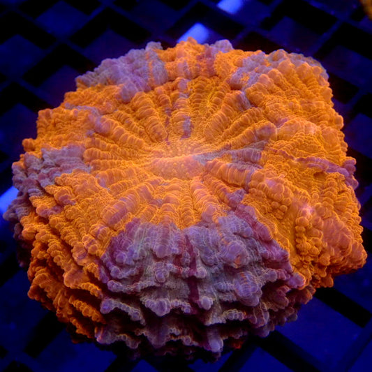 Unique Orange and Lavendar Acanthophyllia WYSIWYG K3007