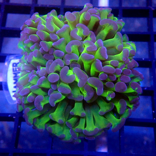 Purple Tip Green Stem Hammer Coral Hammer 1117