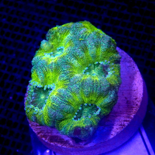 Neon Green Acan WYSIWYG Acan 1112