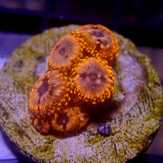 Utter Chaos Morph Zoanthids WYSIWYG Zoa 1265