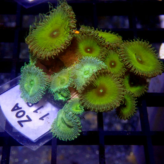 Captain Jerk and Green Palys WYSIWYG Zoa 1184