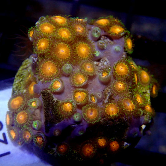 Peach Zoanthids WYSIWYG Zoa 1231