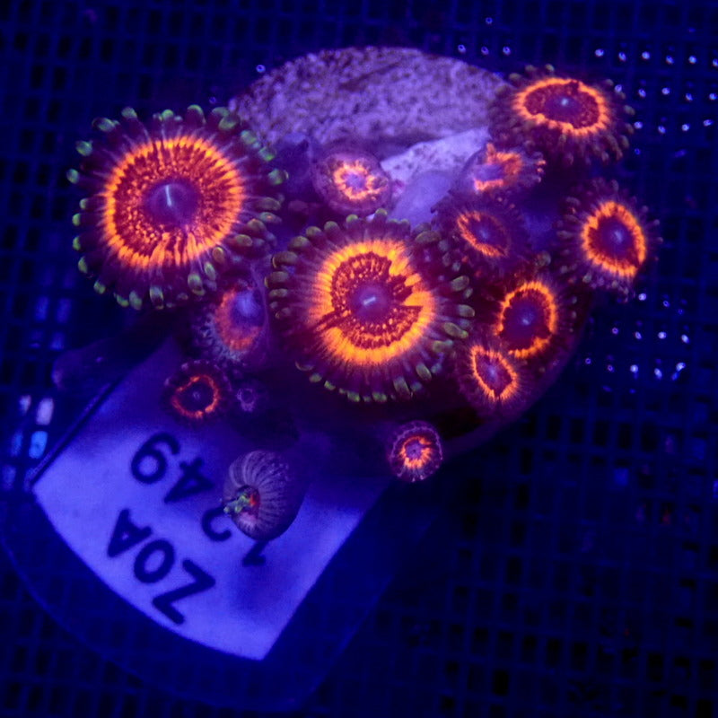 Armor of God Zoanthids WYSIWYG Zoa 1249 Indigo Corals
