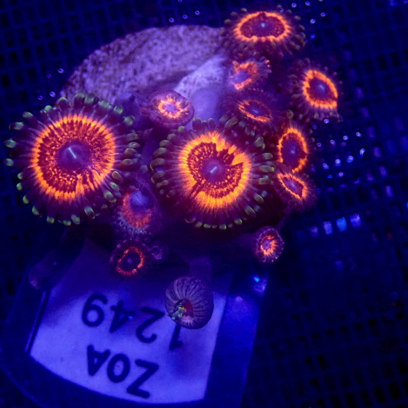 Armor of God Zoanthids WYSIWYG Zoa 1249 Indigo Corals