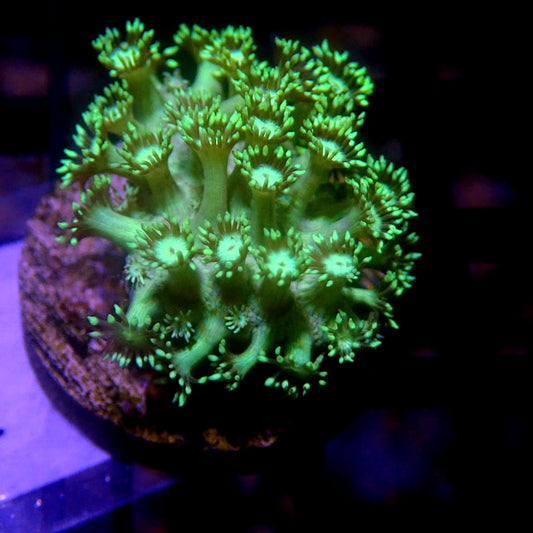 Green Goniopora Frag WYSIWYG Goni 1228