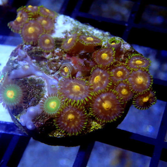 Pink and Green Zoanthids WYSIWYG Zoa 1237