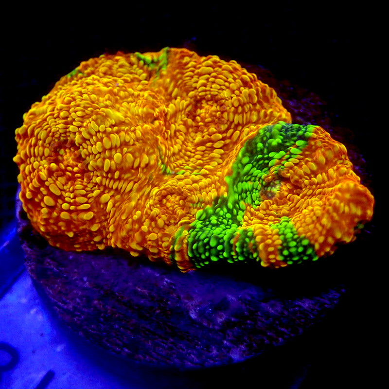 Glowstick Chalice Coral WYSIWYG Chal 1118