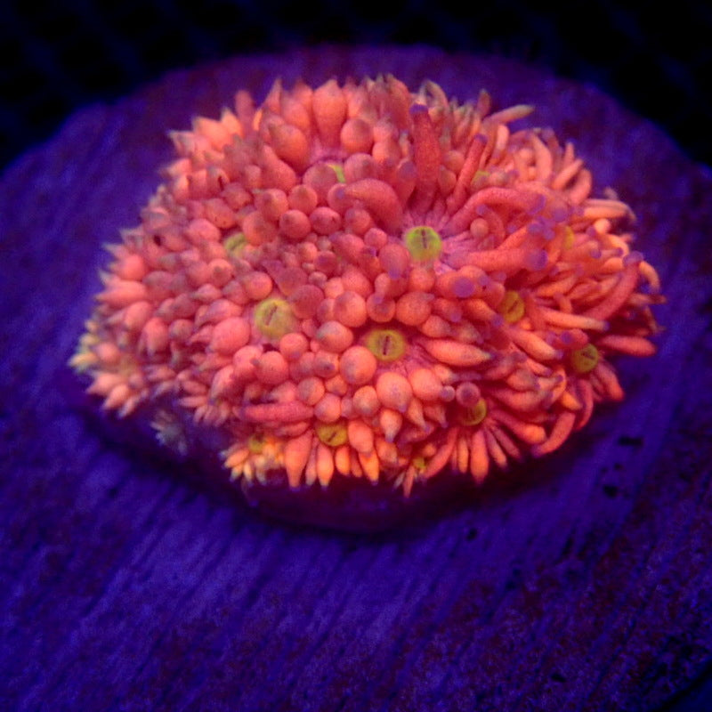 ULTRA Pink Goniopora WYSIWYG Goni 1120