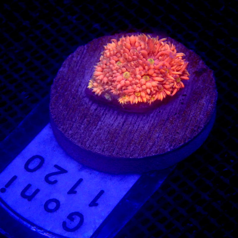 ULTRA Pink Goniopora WYSIWYG Goni 1120