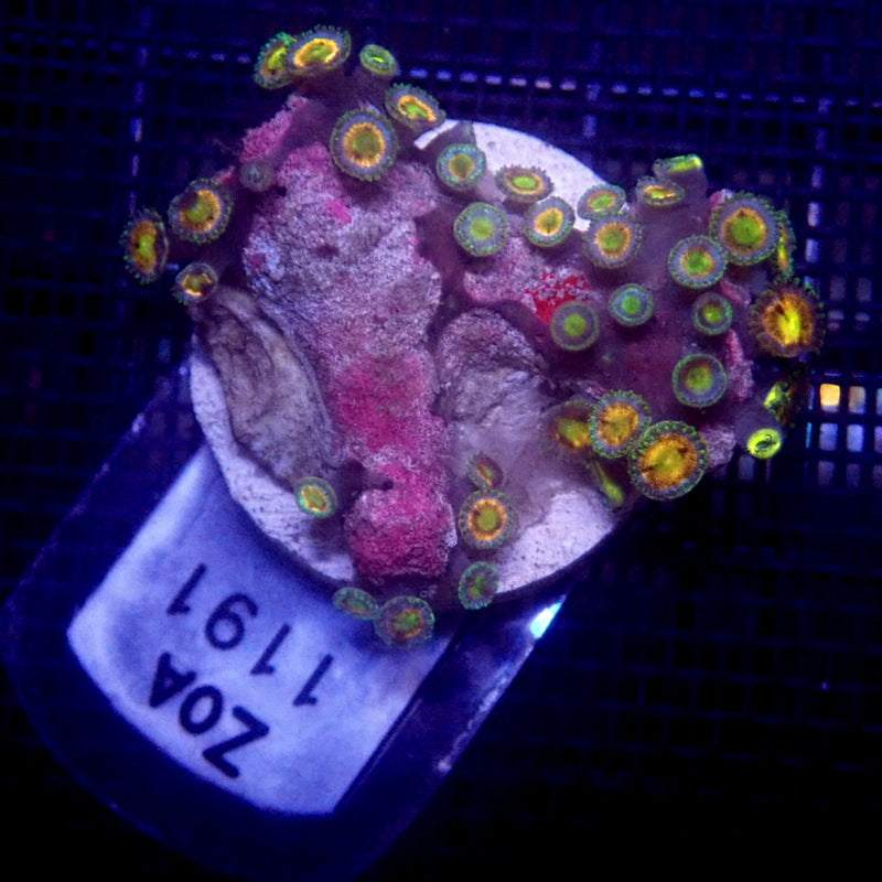 Pink Zoanthids WYSIWYG Zoa 1191