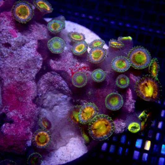 Pink Zoanthids WYSIWYG Zoa 1191