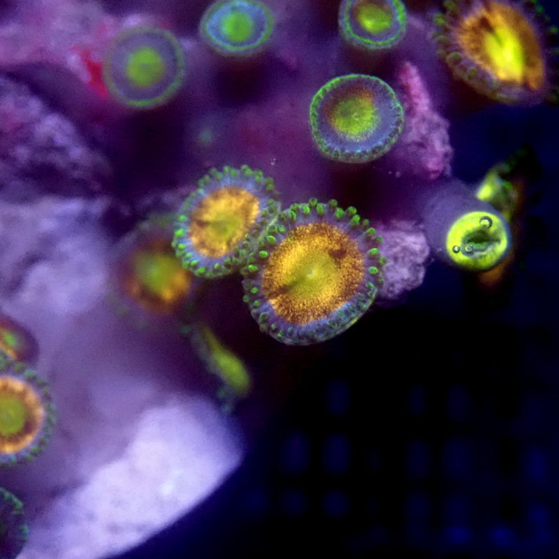 Pink Zoanthids WYSIWYG Zoa 1191