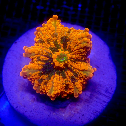 Soft Coral – Indigo Corals