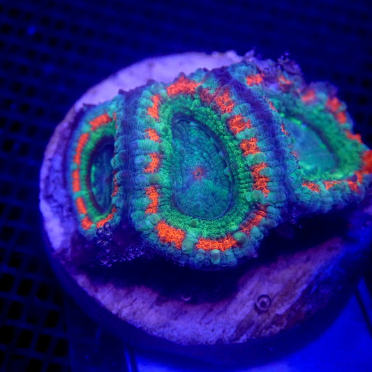 Teal and Orange Aussie Acan WYSIWYG Acan 1109