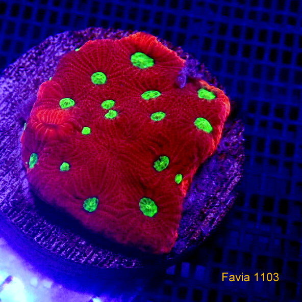 Ultra War Coral WYSIWYG Favia 1103