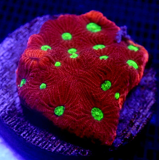 Ultra War Coral WYSIWYG Favia 1103