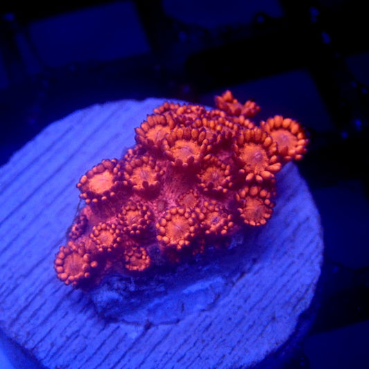 Hot Pink Goniopora Coral Frag Small WYSIWYG Goni 1118