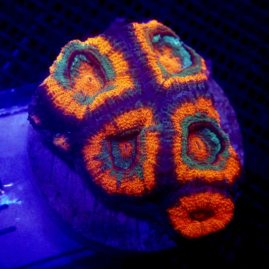 Neon Orange Acan Frag WYSIWYG Acan 1126