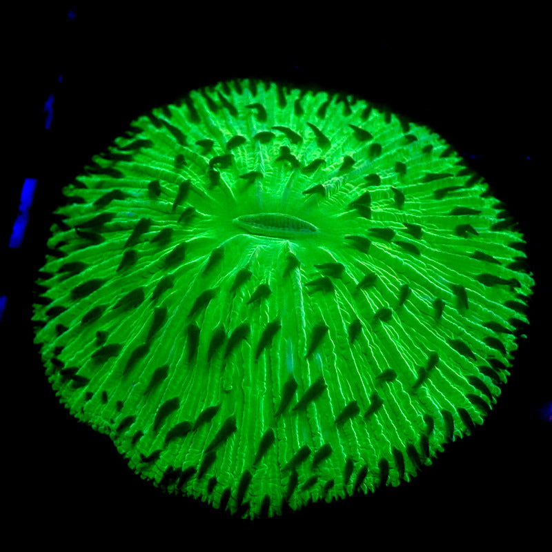 NEON Green Plate Coral WYSIWYG P060901