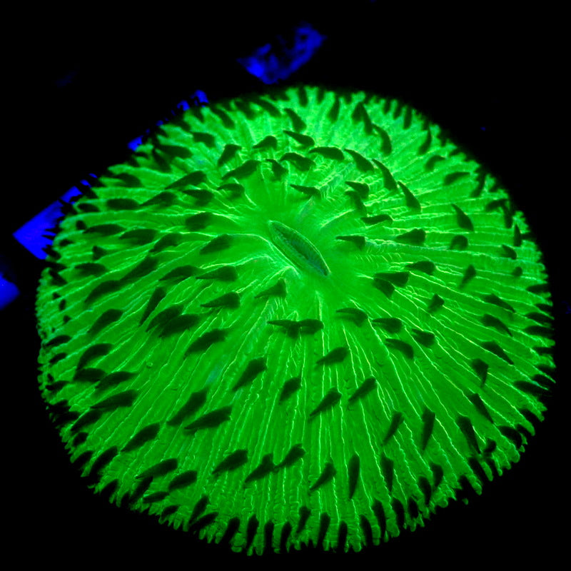NEON Green Plate Coral WYSIWYG P060901