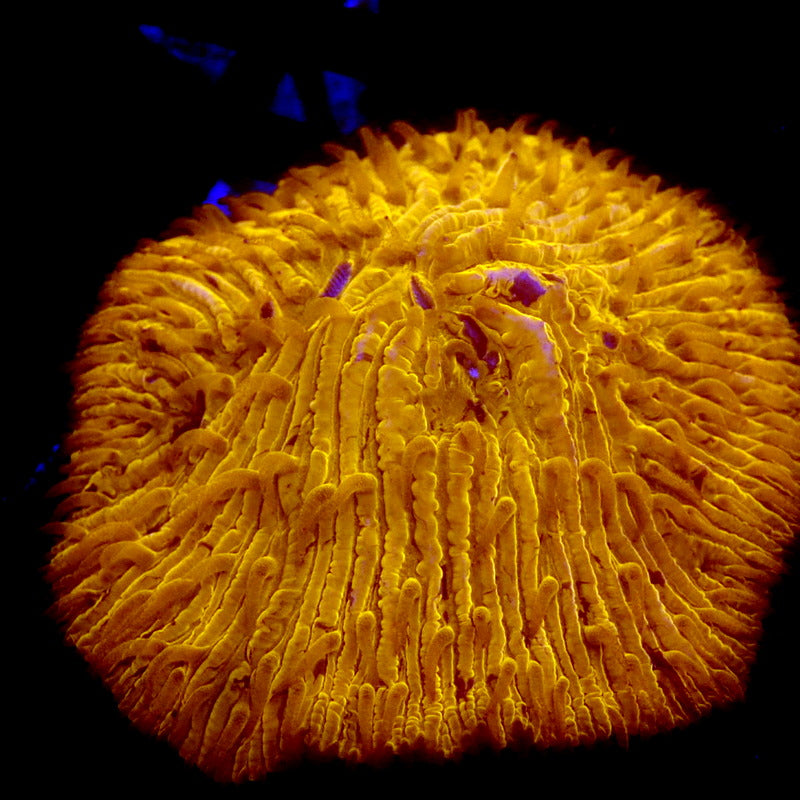 Neon Orange Diaseris Plate Coral WYSIWYG P060902