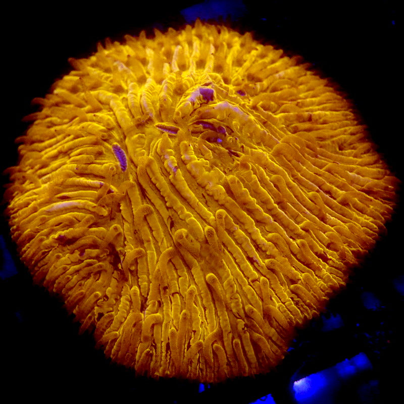 Neon Orange Diaseris Plate Coral WYSIWYG P060902