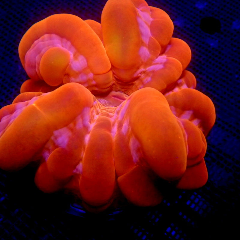 ULTRA Cynarina Coral WYSIWYG Cyna 1106