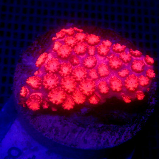 Red Goniopora Frag WYSIWYG Goni 1148