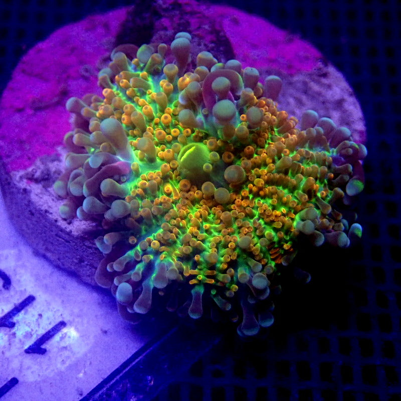 RARE Rainbow Yuma Mushroom WYSIWYG Yuma 1151