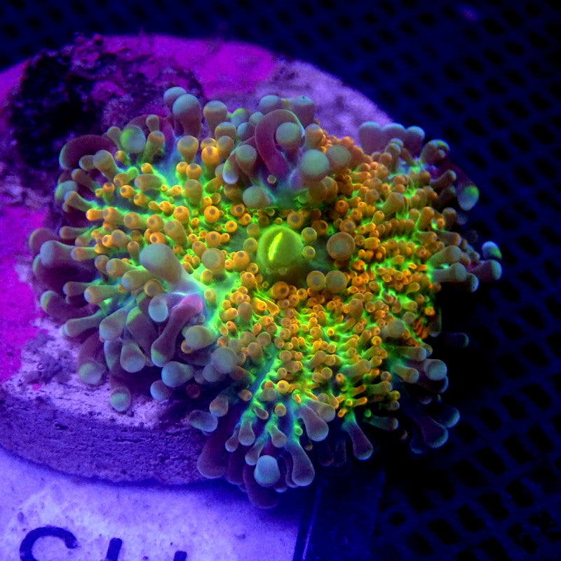 RARE Rainbow Yuma Mushroom WYSIWYG Yuma 1151